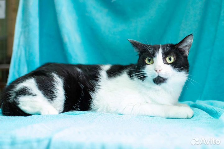 Кошечка в дар