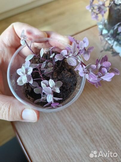 Каллизия розовая пантера