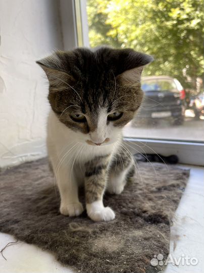 Кошка стерилизованая в добрые руки