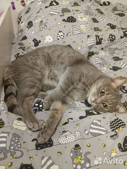 Кошки в добрые руки