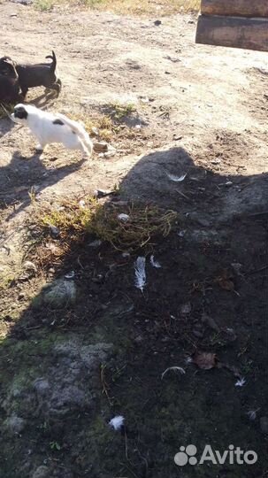 Щеночки в добрые руки