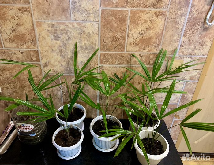 Пальма веерная трахикарпус