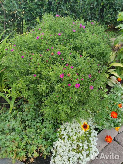 Астра шаровидная