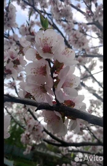 Саженцы абрикос