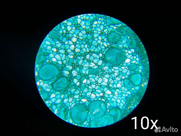 Микроскоп levenhuk rainbow 2l Plus