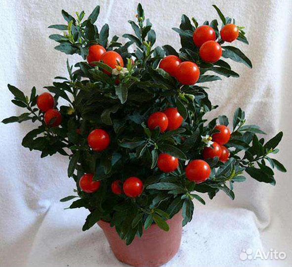 Паслён комнатный семена