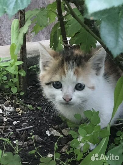 Отдам бесплатно котят