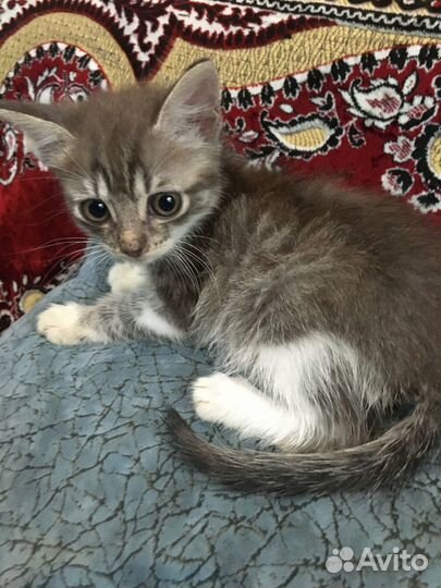 Котенок, мальчик