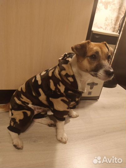 Продам комбинезон для собаки