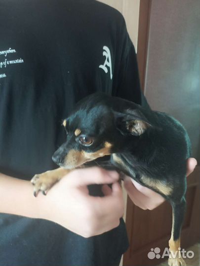 Собаки щенки