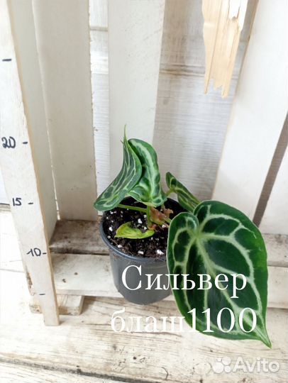 Антуриум Кристаллинум Сильвер блаш