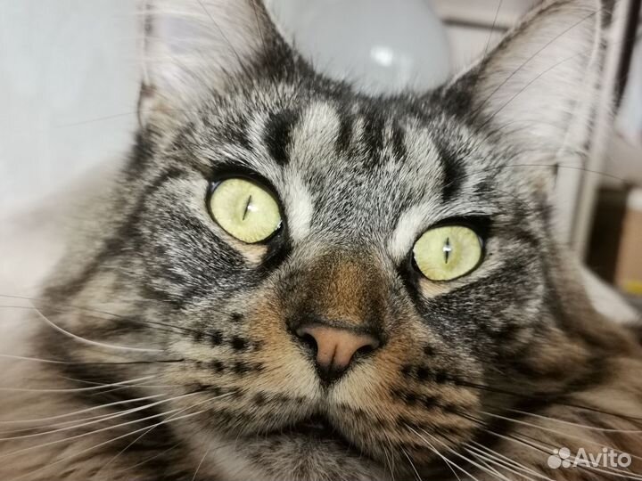 Отдам в добрые руки кошку