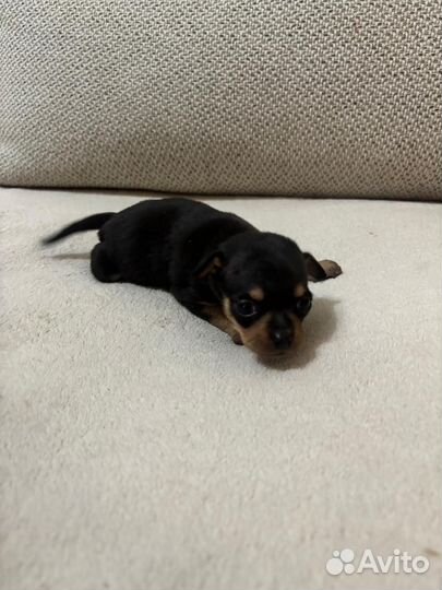 Мини той-терьер щенки