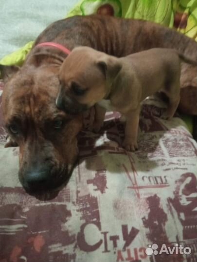 Щенки американского стаффорда