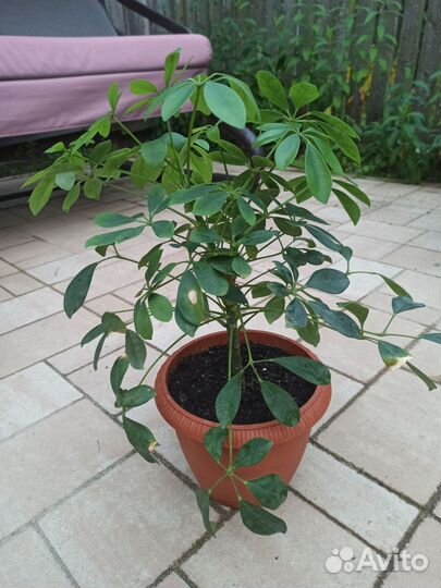 Домашние растения цветы