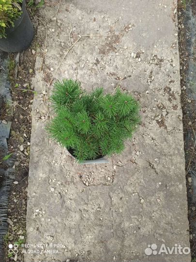 Сосна горная пумилио