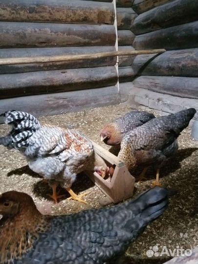 Петух виандот, мараны, билефельдеры