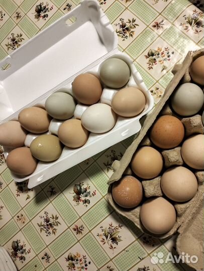 Домашние куриные яйца