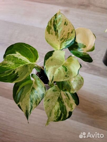 Эпипремнум marble apple