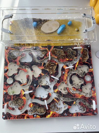 Муравьиная ферма с муравьями