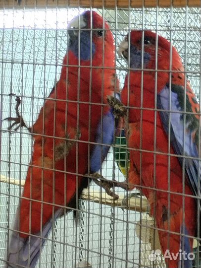 Пенант,птенцы