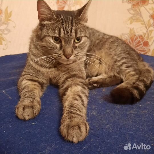 Европейская