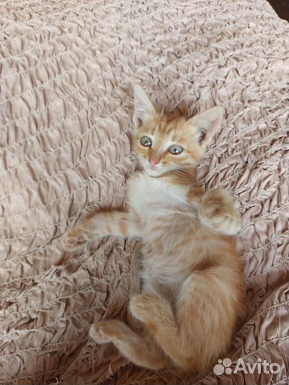 Котята мальчик и девочка