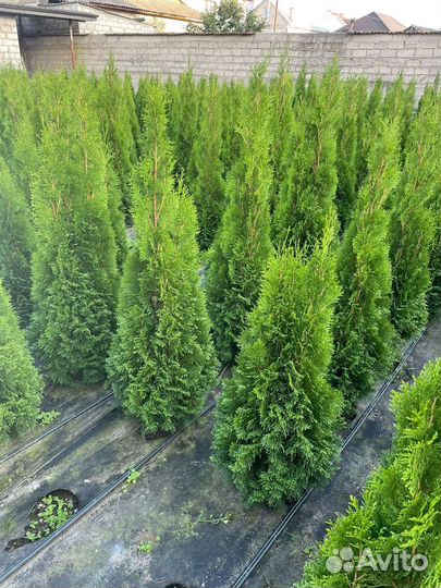 Туя смарагд