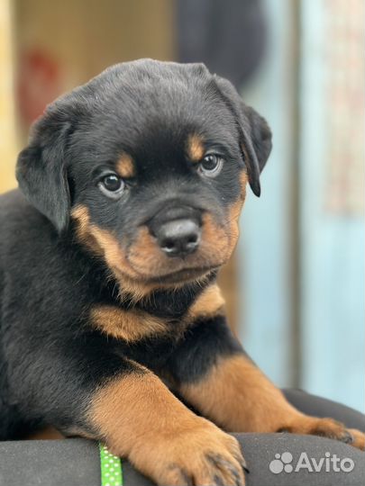 Щенки ротвейлера