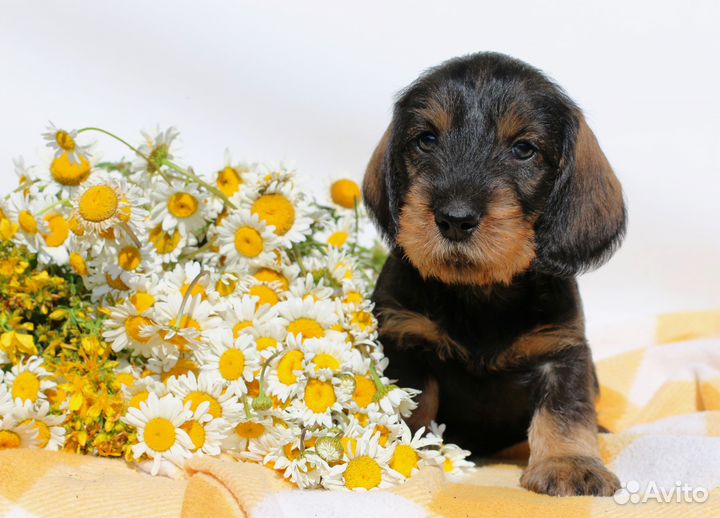 Жесткошерстные рыжики. Питомник РКФ