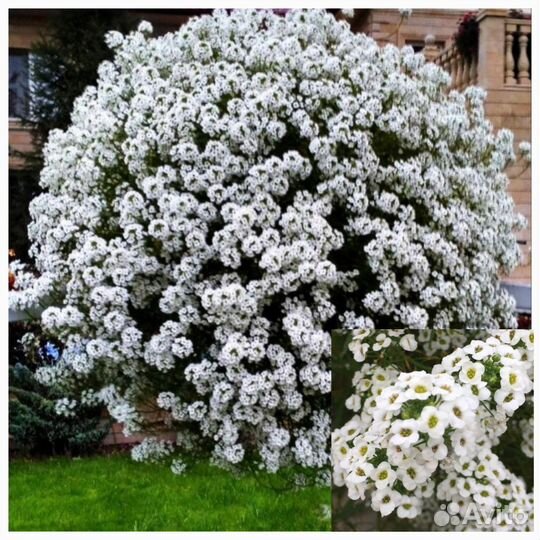 Вегетативные черенки