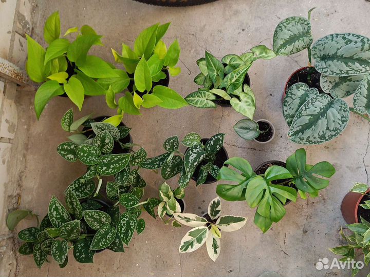 Сциндапсус эпипремнум,фикус альба,монстера мини