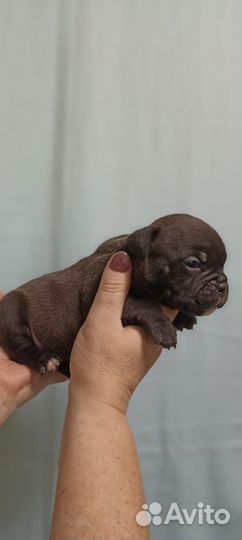 Американский булли