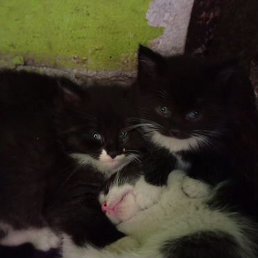 Эгейский котёнок