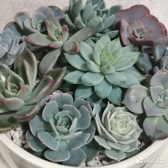 Суккуленты