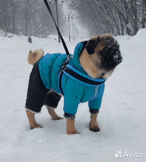 Комбинезон для маленькой собаки