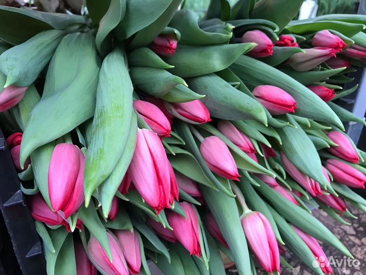 Тюльпаны к 8 марта оптом