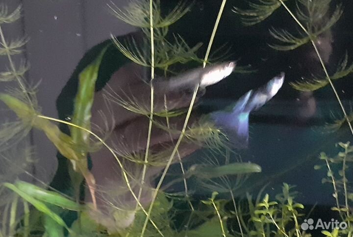 Аквариумные рыбки и растения