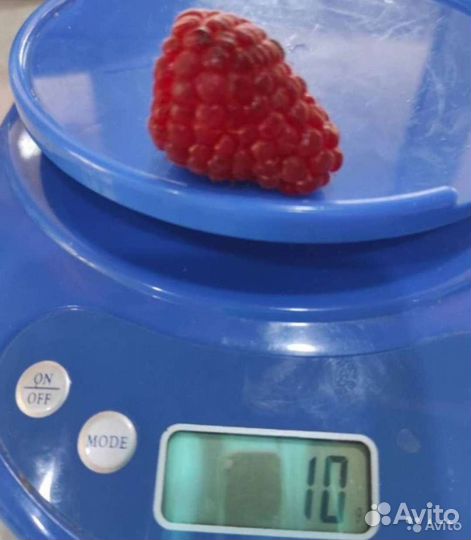 Саженцы Малина смородина клубника