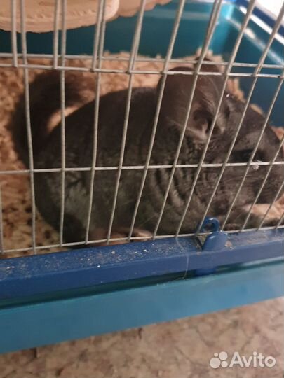 Шиншиллы с клеткой