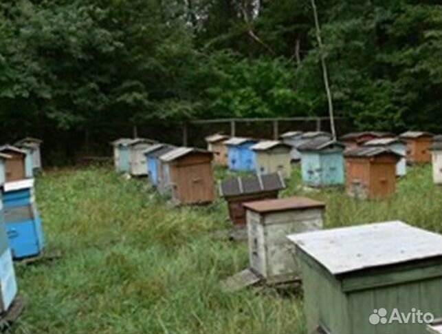 Мёд 24 года натуральный опт