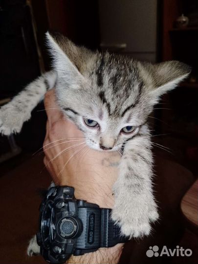 Кошка и два котенка обе девочки) в дар