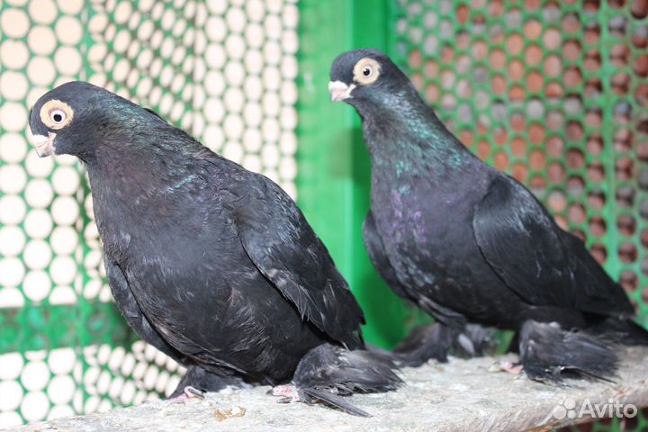 Продам узбекских голубей