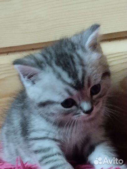 Котята Шотландские