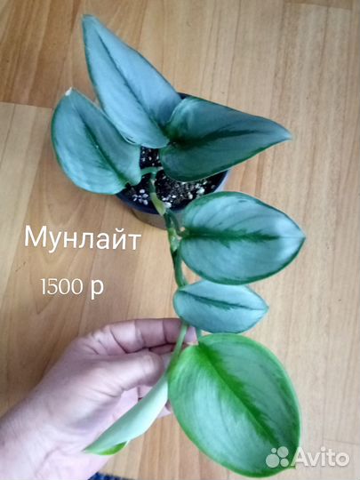 Сциндапсусы, эпипремнумы