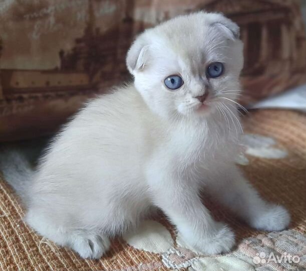 Шотландские вислоухие котята