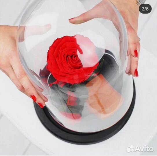 Живая роза в колбе