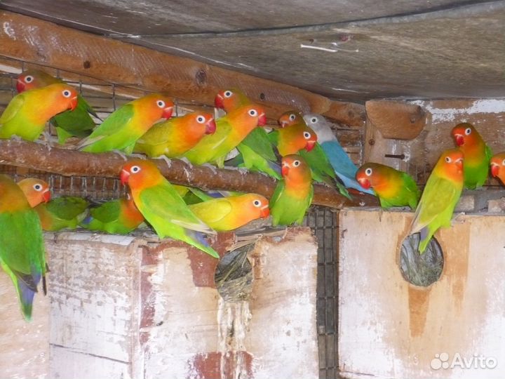 Продаются попугаи