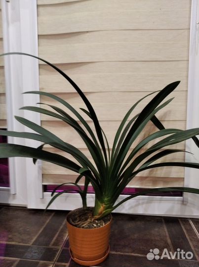 Комнатные растения