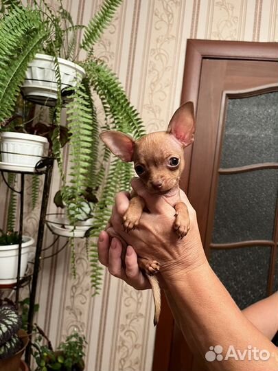 Той-терьер щенки